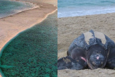 Misteri Perubahan Warna Laut di Pantai Ngurtafur, Pertanda Alam atau Dunia Gaib? Cek Faktanya!