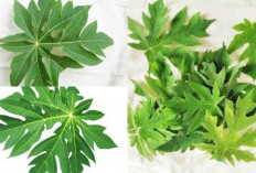 Hebatnya Daun Pepaya! Herbal Tradisional Dengan Segudang Manfaat Untuk Kesehatan Yang Luar Biasa