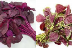  Kamu Harus Tahu! Inilah 8 Manfaat Bayam Merah Untuk Kesehatan Yang Luar Biasa