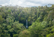 Keindahan Hutan ekosistem Batang Toru di Tapanuli