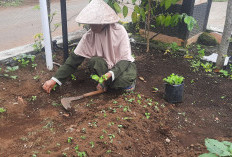 Manfaatkan Perkarangan, Penuhi Kebutuhan Keluarga 