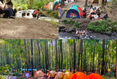Panduan Lengkap Camping di Hutan Poncosumo, Dari Persiapan hingga Aktivitas!