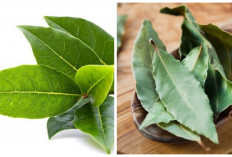 Bisa Atasi Sakit Perut! Inilah 7 Manfaat Daun Salam