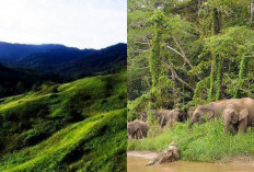 Siap Berkunjung? Misteri Jejak Tak Dikenal di Taman Nasional Kayan Mentarang!