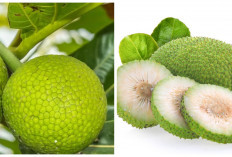 Jarang Diketahui! inilah 5 Manfaat Buah Sukun bagi Kesehatan Tubuh