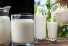 Inilah 8 Manfaat Susu Murni Beserta Efek Sampingnya Yang Harus Kamu Tahu!