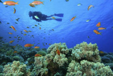 Bagai Surga Dunia, Inilah Kecantikan Kehidupan Bawah Laut Di Tomini Bay