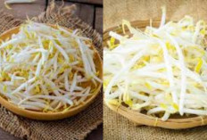 Si Kecil Yang Dahsyat: 7 Manfaat Toge yang Membuat Imunitas Kebal dan Pencernaan Lancar