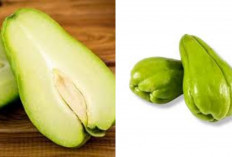 Mengenal Labu Siam: Sayur Sederhana dengan Segudang Manfaat Untuk Kesehatan