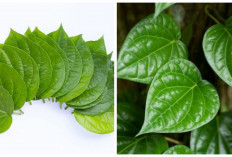 Ketahui! Baik untuk Kewanitaan hingga Energi, Ini Manfaat Daun Sirih