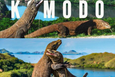 Menjelajahi Pesona Pulau Komodo 5 Destinasi Wisata yang Tak Boleh Dilewatkan