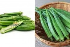 Okra: Bukan Hanya Pengganti Nasi, Tapi Rahasia Stabilkan Gula Darah dan Bersihkan Usus