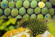 Kenali Jenis Durian Paling Terkenal dan Disukai di Indonesia!