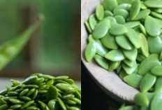 Manfaat Luar Biasa Petai Cina untuk Tubuh, Ini Penjelasannya