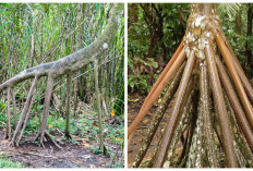 Walking Palm, Penomena Pohon “Berjalan” dari Hutan Amazon? Ini Penjelasannya