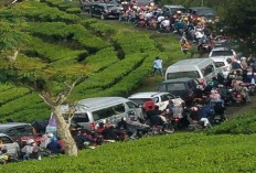 Tahun Baru 2024, Perkebunan Teh di Kota Pagaralam Dipadati Pengunjung, Ini Selengkapnya!