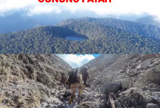 Eksplorasi Keunikan Gunung Patah, Keanekaragaman Hayati dan Kisah Suku Sindai