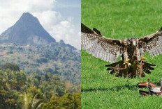 Simak Artikel Ini! Misteri Alam Gaib di Taman Nasional Gandang Dewata Menyibak Legenda dan Keajaiban! 