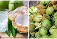 Luar Biasa! Inilah Manfaat Air Kelapa untuk Kesehatan Tubuh