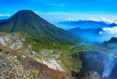 Alun-Alun Surya Kencana: Taman Edelweiss dan Savana Luas di Puncak Gunung Gede