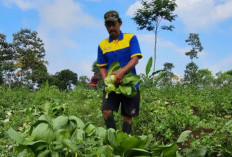 Petani Pakcoy Sedekahkan Hasil Panen ke Ponpes