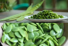 Dari Mencegah Infeksi Hingga Menjaga Kadar Gula, Ini Manfaat Petai Cina