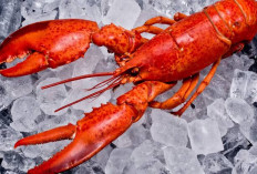 Wajib Diketahui, Kuliner Laut Yang Bergizi! Ini Dia 5 Manfaat Nutrisi Dari Lobster