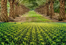 Can Indonesia Stop Commodity Revenue Leakages With a State Export Agency?