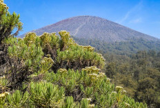 Menelusuri Jejak Mistis di Balik Pesona Edelweis-nya Gunung Gede Pangrango, Mitos Atau Fakta?