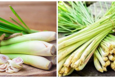 Cari Tahu di Sini! Cara Mengolah Serai untuk Obat