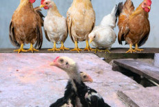 Penyebab Umum Ayam Bangkok Betina Tidak Bertelur dan Cara Mengatasi Masalahnya!