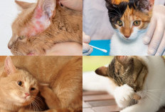 Pecinta Kucing Wajib Tahu, Inilah 3 Langkah Untuk Mengobati Jamur Pada Anak Kucing