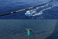 Selandia Baru Punya Cara Unik Jaga Laut Tetap Bersih, Tanpa Tukang Sapu Tapi Tetap Rapi