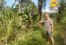 Tiang Roboh dan Kabel Melintang Resahkan Warga di Jalan Lintas Pagaralam–Lahat