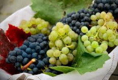 Apakah Buah Anggur Baik Untuk Kesehatan? Yuk Simak 5 Manfaat Kesehatan dari Konsumsi Rutin Anggur!