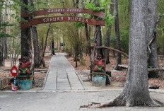 Ngeri!, Kawasan Rest Area Tahura Gunungkidul Penuh Cerita Tragis dan Mistis, Ini Penjelasannya!