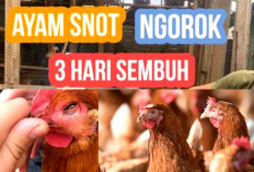5 Penyebab, Gejala dan Cara Mengatasi Penyakit Snot pada Ayam Petelur dengan Efektif