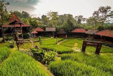 Objek Wisata Kuliner Dengan Nuansa Alam Persawahan: Sawah Segar Sentul