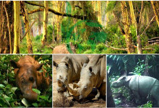 5 Fakta Menarik Taman Nasional Ujung Kulon. Habitat Flora dan Fauna Langka