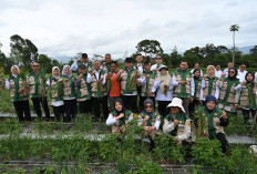 Panen Raya Bawang Merah di Pelang Kenidai, Pemkot Pagar Alam Perkuat Ketahanan Pangan