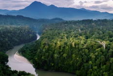 Ternyata 5 Hutan di Sumatera Ini Terkenal Menakutkan dan Angker, Ini Dia Hutannya!