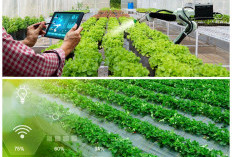 Yuk Kenali Teknologi Canggih yang Bikin Hasil Panen Petani Makin Melimpah