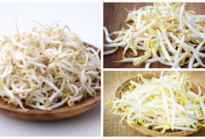 Ini Alasannya! 6 Manfaat Taoge untuk Kesuburan Pria dan Wanita