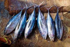 Menu Sehat Dengan Ikan Tongkol, Ini 5 Manfaat Ikan Tongkol Untuk Kesehatan