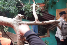 Respon Cepat Polisi Tangani Pohon Tumbang di Pagar Alam Utara