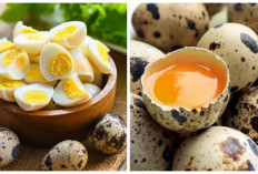 Inilah 7 Manfaat Telur Puyuh yang Jarang Diketahui!