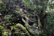 Sumpah Darah: Malam Penuh Ketakutan di Puncak Bukit