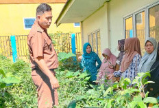 Manfaatkan Lahan Pekarangan Rumah Untuk Menanam Sayuran