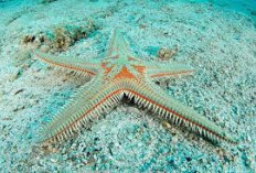 Keajaiban Alam, Fenomena Tubuh Aneh Bintang Laut yang Memukau
