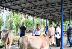 Pj Wako Salurkan 7 Ekor Sapi Kurban